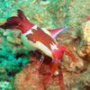 Picture taken during the dive