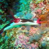 Picture taken during the dive