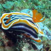 Picture taken during the dive