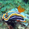 Picture taken during the dive