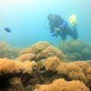 Picture taken during the dive