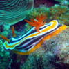 Picture taken during the dive