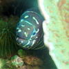 Picture taken during the dive