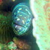 Picture taken during the dive