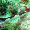 Picture taken during the dive