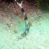 Picture taken during the dive