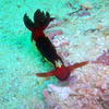 Picture taken during the dive