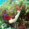 Picture taken during the dive