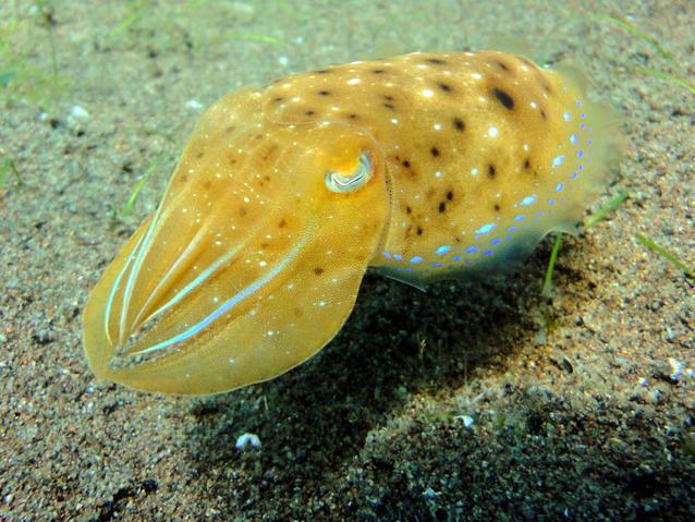 Harolds Diving Centre - Dive Center in Philippines