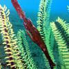 Picture taken during the dive