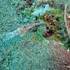 Picture taken during the dive