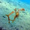 Picture taken during the dive