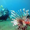 Picture taken during the dive