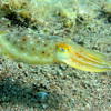Picture taken during the dive