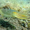 Picture taken during the dive