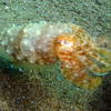 Picture taken during the dive