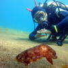 Picture taken during the dive