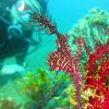 Picture taken during the dive