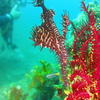 Picture taken during the dive
