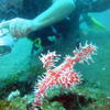 Picture taken during the dive