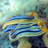 Picture taken during the dive