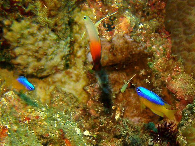 South Point Divers Philippines - Dive Center in Philippines
