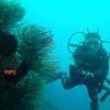 Picture taken during the dive