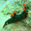Picture taken during the dive