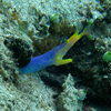 Picture taken during the dive