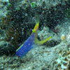 Picture taken during the dive