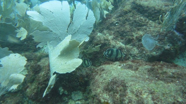 Over Sea Dive Center - Dive Center in 巴西
