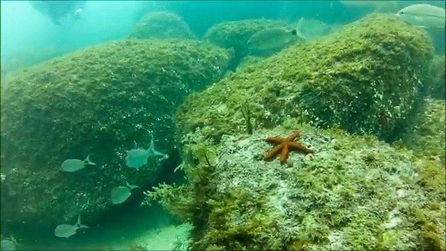 Sea Divers-Centro Turismo Sub - Dive Center in Brazil
