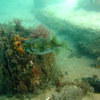 Picture taken during the dive