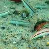 Picture taken during the dive