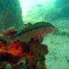 Picture taken during the dive