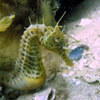 Picture taken during the dive