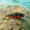 Picture taken during the dive