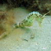 Picture taken during the dive