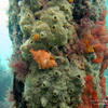 Picture taken during the dive