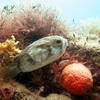 Picture taken during the dive