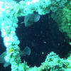 Picture taken during the dive