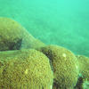 Picture taken during the dive