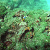 Picture taken during the dive