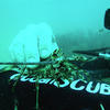 Picture taken during the dive
