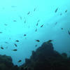 Picture taken during the dive