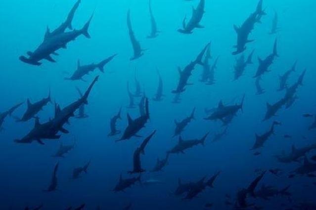 Diving in Cabo San Lucas, Mexico - By Nisim Heletz