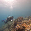 Picture taken during the dive