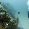 Picture taken during the dive