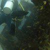 Picture taken during the dive
