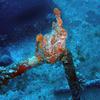Picture taken during the dive